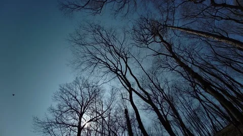 Treetops with a moving camera. Stock-Footage 153244085