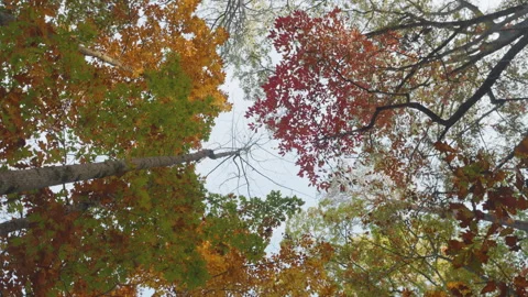Treetops Oak, Maple With Red Orange Brown Leaves Swaying in Wind on Backgro.. Video stock 290955464
