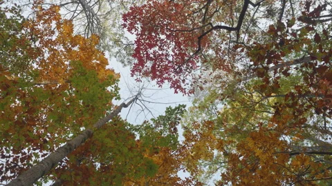 Treetops Oak, Maple With Red Orange Brown Leaves Swaying in Wind on Backgro.. Stock Footage 293850198