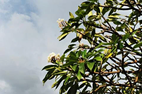 Treetops Over Gray Sky Foto stock