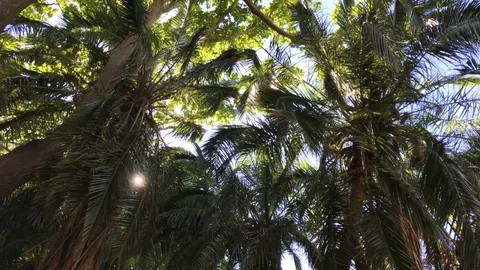 Treetops Palm Trees Video stock 99929501