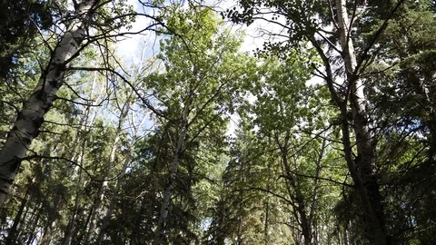 Treetops Pan Left and Right Stock Footage 80458834