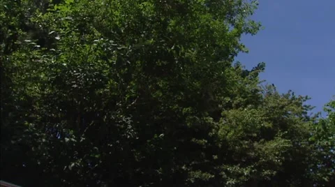 Treetops + pan Lighthouse Westerlichttoren towering above forest in Haamstede 動画素材 40538485