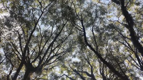 Treetops in the park Stock Photos