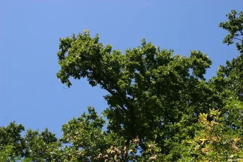 Treetops Stock Photos