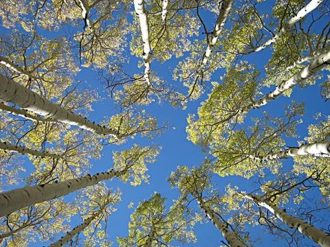 Up In The Treetops Stock-Fotos