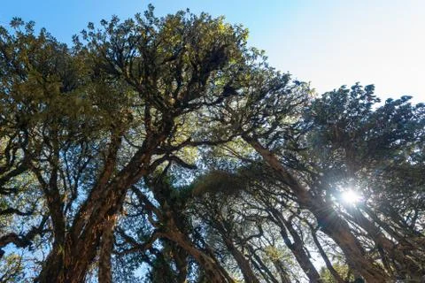 Treetops Stock Photos