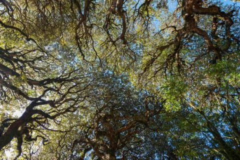 Treetops Stock Photos