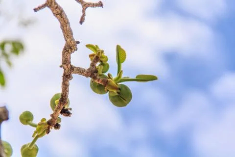 Treetops. Stock Photos
