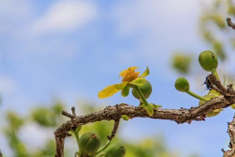Treetops. Stock Photos