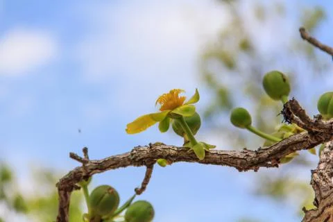 Treetops. Stock Photos