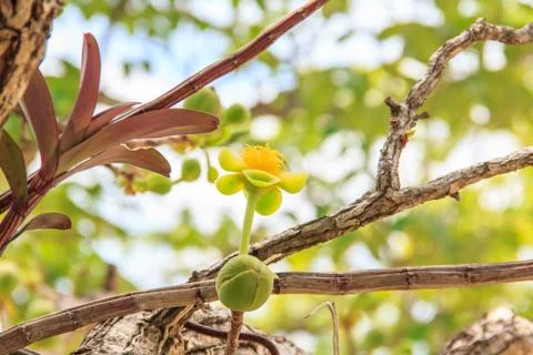 Treetops. Stock Photos