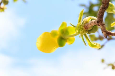 Treetops. Stock Photos