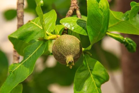 Treetops. Stock Photos