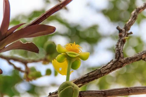 Treetops. Stock Photos