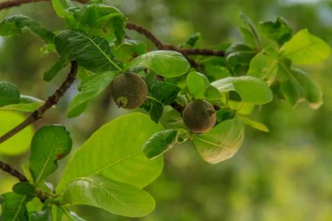 Treetops. Stock Photos