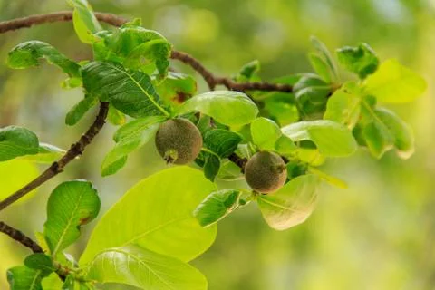 Treetops. Stockfoto's