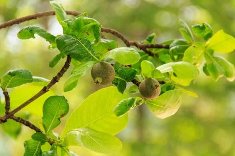 Treetops. Stock Photos