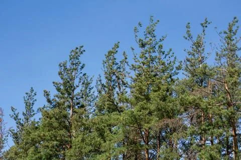 Treetops of pine trees against a bright blue sky outdoors in nature Stock Photos