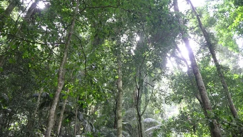 Treetops in the rainforest of Australia Stock Footage 94183096