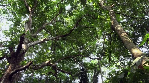Treetops in the rainforest Stock Footage 77254127