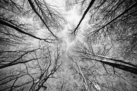 Treetops reaching for the sky Foto stock