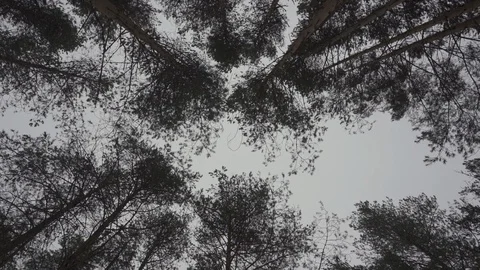 Treetops rotating in the sky clockwise in the winter forest Stock Footage 104692806