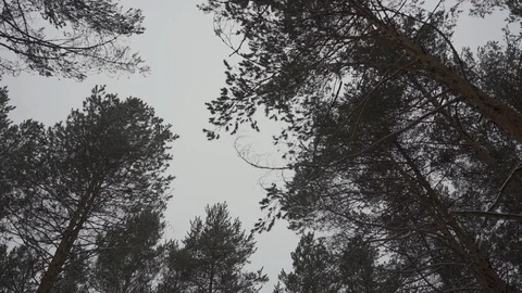 Treetops rotating in the sky in a winter forest Stock Footage 104691227