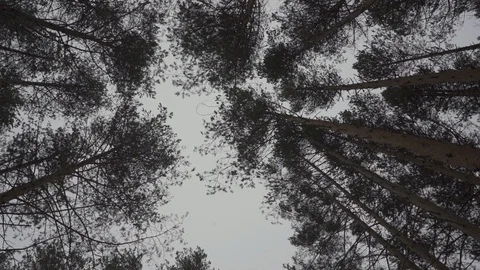 Treetops rotating in the sky in the winter forest Stock Footage 104692668