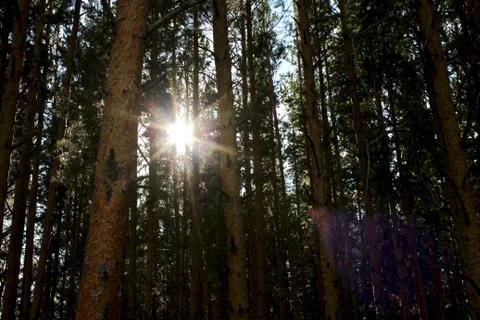 Treetops rustle in the forest in the wind. Blue sky. Pine forest Фото