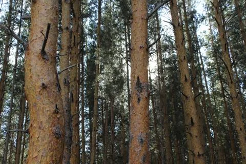Treetops rustle in the forest in the wind. Blue sky. Pine forest Stock-Fotos