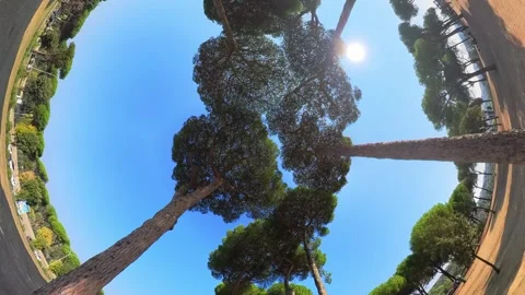 Treetops seen from below Stock Footage 252889899