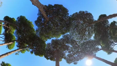 Treetops seen from below Video stock 252889994
