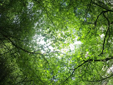 Treetops seen from below Stock Photos