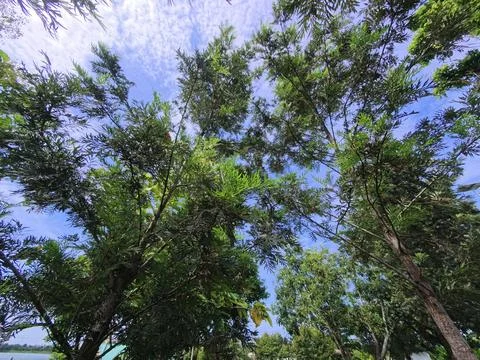 The treetops seen from below with the sky . Stock Photos