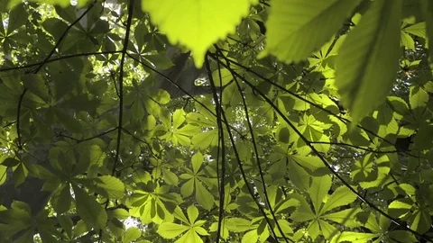Treetops seen from below in spring Stock Footage 74840776