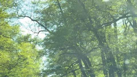 Treetops seen through windshield of moving car Video stock 310450358