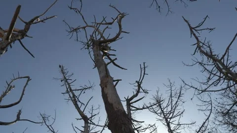 Treetops of skeleton pines moving in the wind Stock Footage 170946686