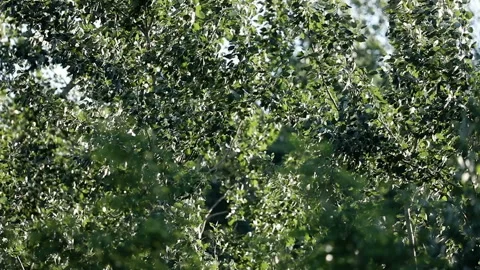 Treetops in slow motion Stock-Footage 131298621