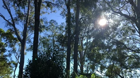 Treetops slow motion Stock Footage 152616062