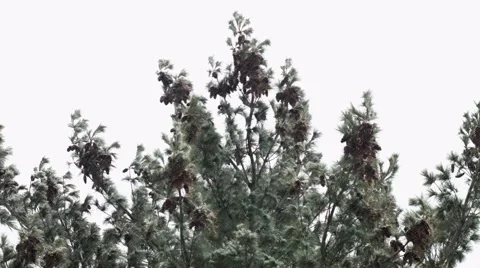 Treetops Snow Fall Stock Footage 46227460