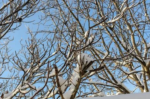Treetops with Snow Foto stock
