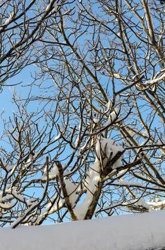 Treetops with Snow Foto stock