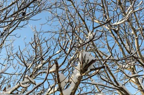 Treetops with Snow Foto stock