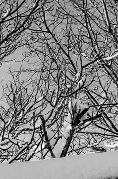 Treetops with Snow Foto stock