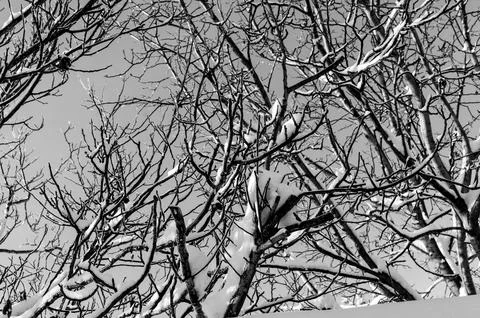 Treetops with Snow Foto stock