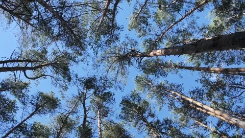 Treetops spinning against blue sky Stock Footage 276781359