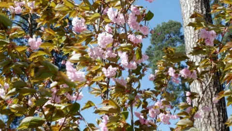 Treetops in spring covered with pink sakura with three flowers. Video stock 240638507