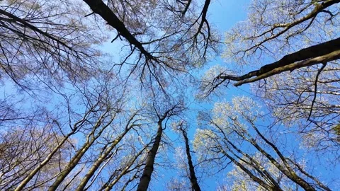 Treetops in a spring forest on a sunny day 스톡 동영상 311120930