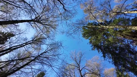 Treetops in a spring forest on a sunny day 스톡 동영상 311120949